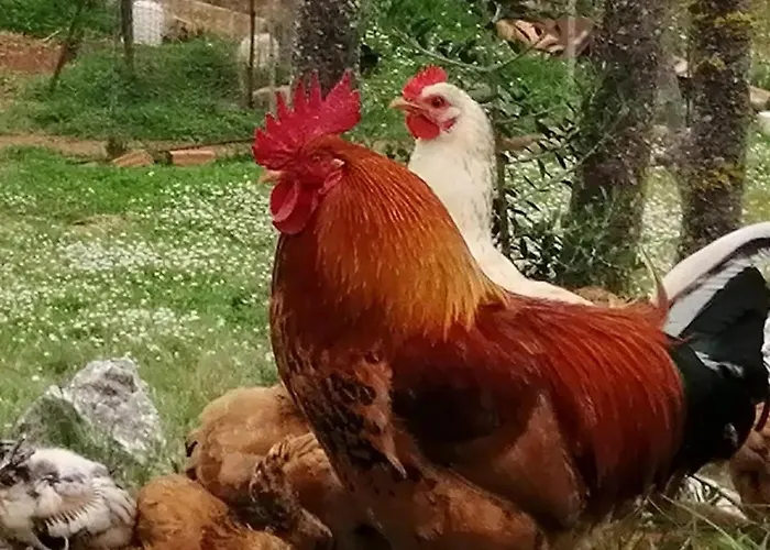 Apartament Poseidon Skinária