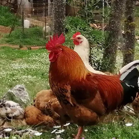 Apartman Poseidon Szkinária